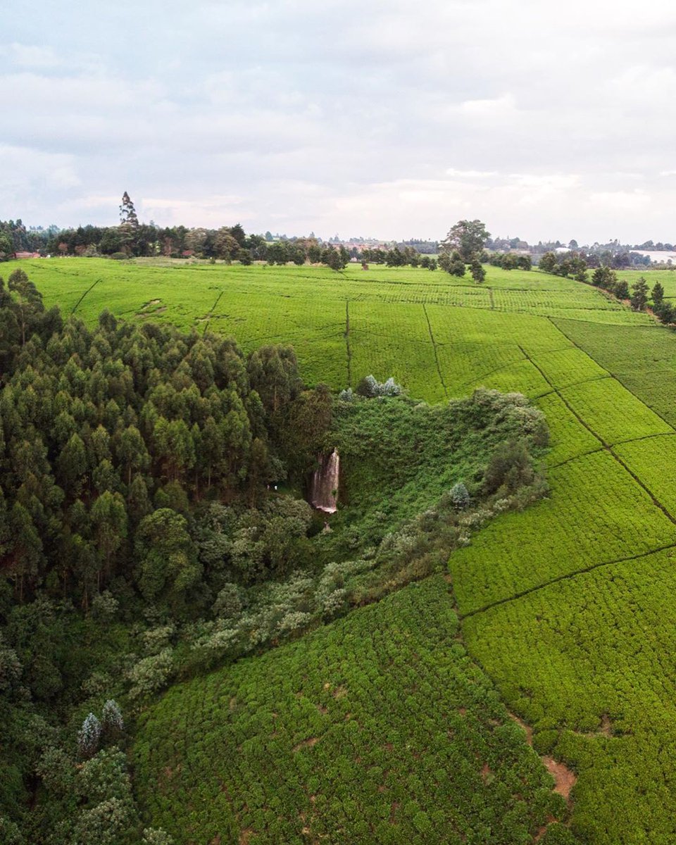 Kenya Pics on Twitter "Tigoni, Limuru. Photos by John Mburu…