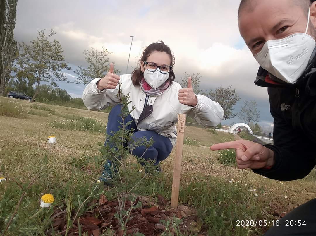 bosque_un's tweet photo. Nos llegan fotos🧐, de los arbolitos de la plantación del puente de las Sanguijuelas.

Siguen creciendo👏🌳

#Unpueblounbosque #Ávila https://t.co/tzECfKiQr7