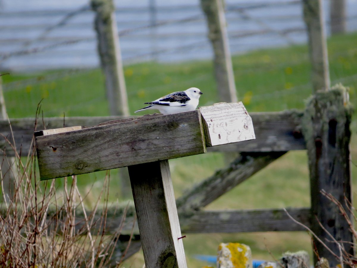 Not the greatest cat fan right now. The lovely sum plum male of a Snow Bunting pair that had roosted and hopped around the obs for the past week...