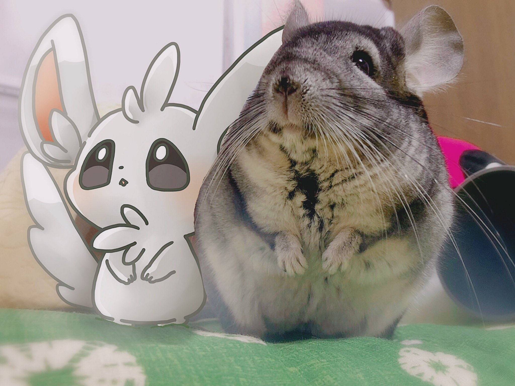 きゃすばる れい きゃすばるくんとチラーミィさん チンチラ ポケモンと生活 T Co Nxdsxpwxp3 Twitter