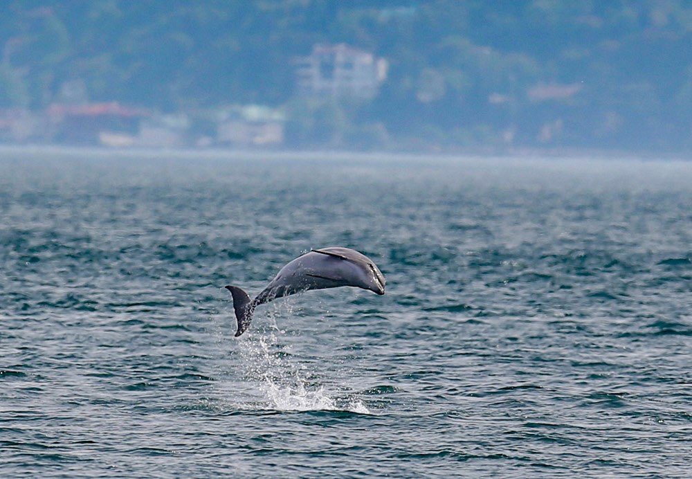 İstanbul’da bugün 🐬