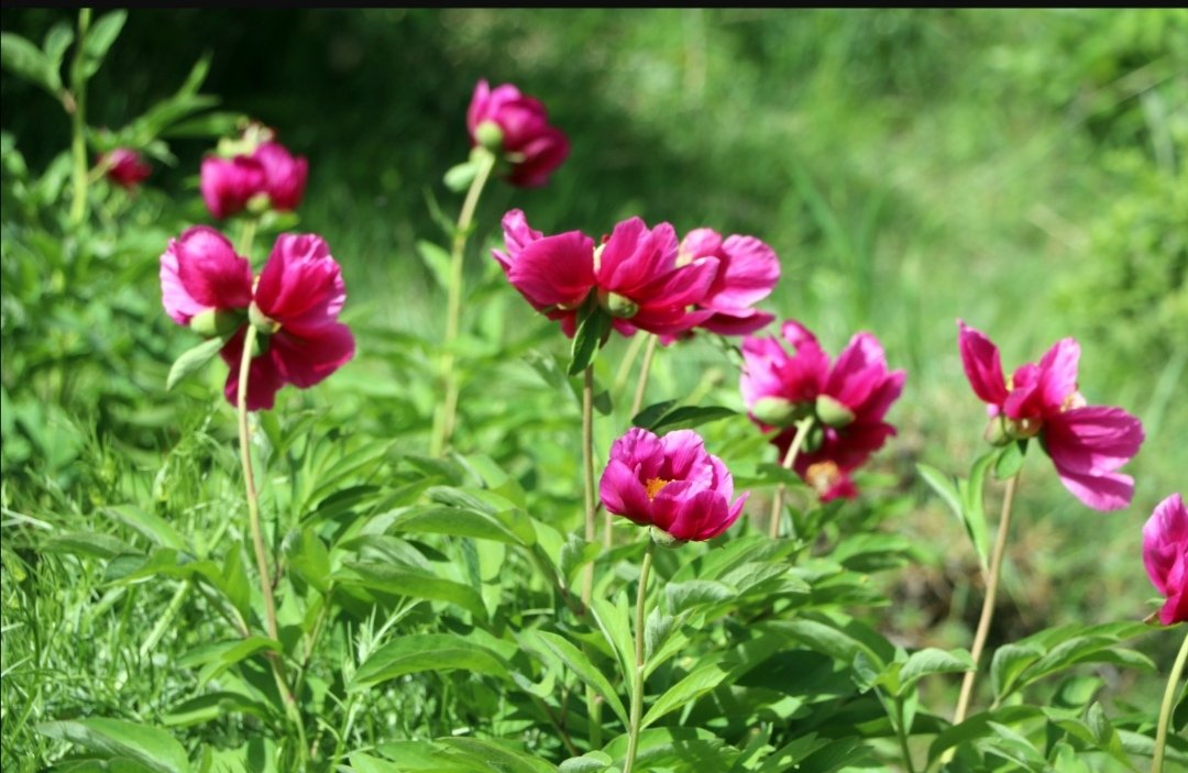Memleketimde Cehrilik Laleleri çiçek açmış.🌺

Yozgatımıza ayrı güzellik katmış.

Bozok Yaylası her halinle muhteşemsin.

Bir Başkadır Benim Memleketim.

#Yozgat  #CehrilikLalesi