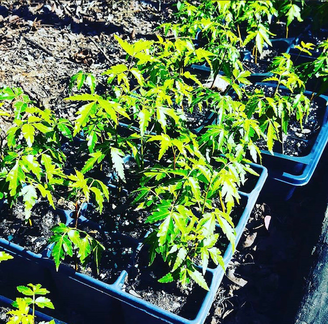 Our Neem babies have gotten Bigger! Neem trees are heat loving plants and grow best in hot climates!  #allaboutneem #neem #growyourown #gardening #healwithfood #MondayMotivation #COVID19 #MondayMood #organic #gardeningtips #plants #seedling #Weather