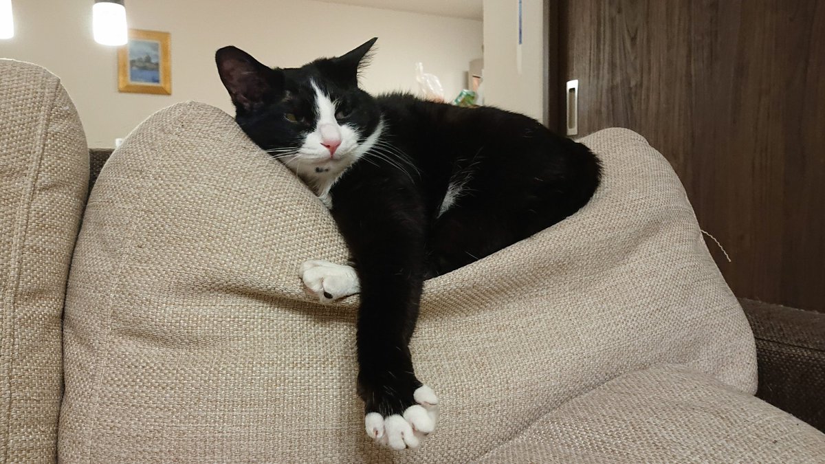 まびぺっこ tweet media