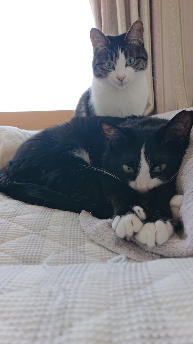 まびぺっこ tweet media