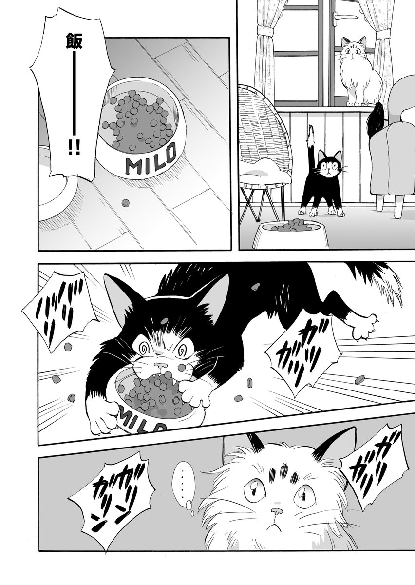 【マイロとクロンヌ】野良猫と飼い猫のマンガ【1話】(1/4) 