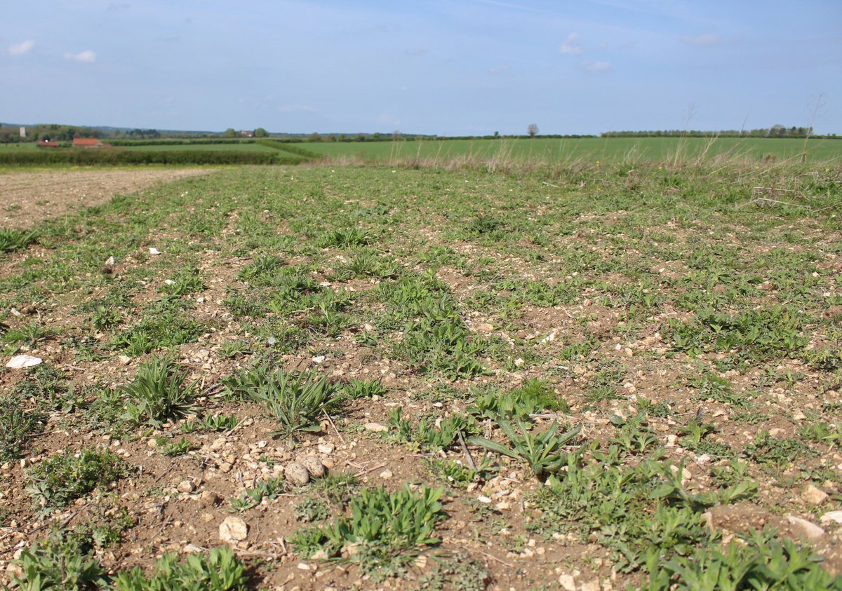 arableplants's tweet photo. Sparseness in cultivated margins provides excellent structural benefits. #bareground = insects, good foraging & basking. Sometimes even nesting opportunities for #stonecurlew & other #farm #birds, plus loads arable plants #formerlyknownasweeds @SaveTurtleDoves @Ranscombe_Farm https://t.co/zxbaMcjvuE