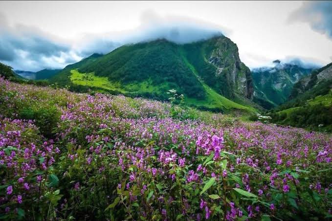 HolidaysInox's tweet photo. The Yumthang Valley, Lachung
#sikkim #travel #yumthangvalley #gangtok #mountains #tso #lakes #lachung #valley #teflection #wanderlust #instadaily #beautifuldestinations #india #northeastindia #coloursofindia #Bharatdekho https://t.co/FFaBWWhS4A