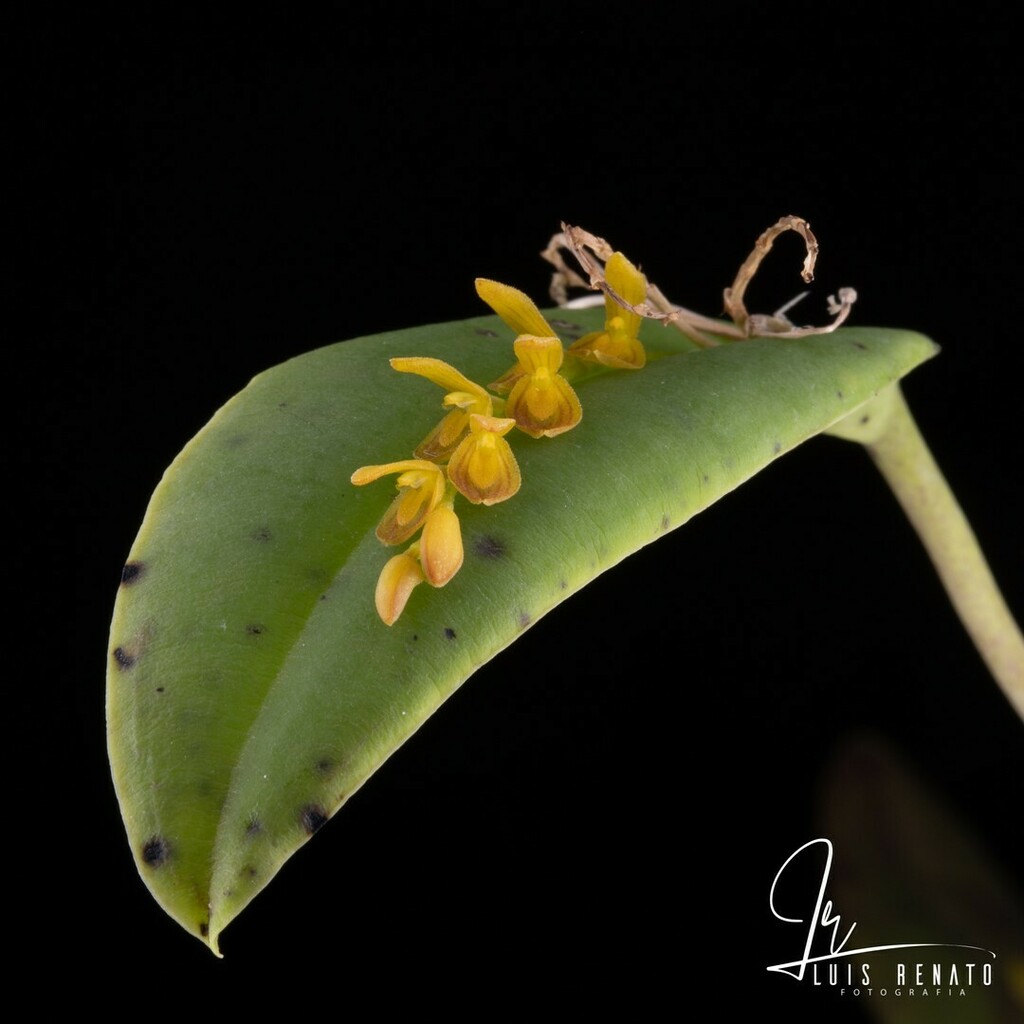 orquideasecobr's tweet photo. Pleurothallis macropoda Barb. Rodr. 1881 SUBGENUS Acianthera SECTION Brachystachyae Lindley 1859
Acianthera macropoda (Barb. Rodr.) Pridgeon & M.W. Chase 2001; Pleurothallis macropoda var. laevis Barb.Rodr. 1882
#flowers #flower #plants #blosso… https://t.co/33MhbYlAKL https://t.co/bg7RNpt5KG