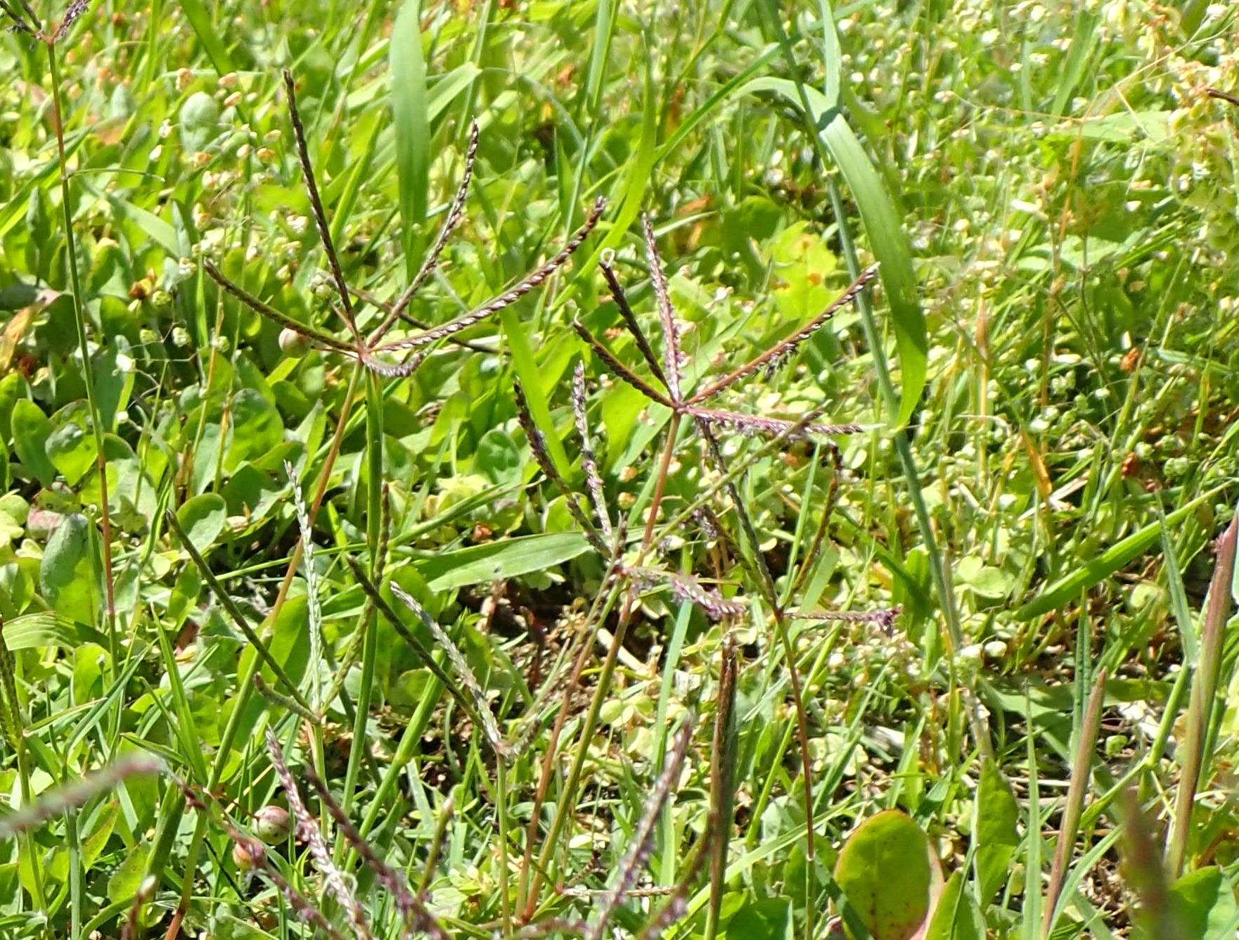 佐藤広行 総が放射状に分枝するイネ科植物は 北海道ではあまりなく同定に挑戦してみましたが 図鑑 も顕微鏡も無い状況ではお手上げ 最後の手段でイネ科の専門家2名にお伺いし ギョウギシバ であるとの回答を得ました この属で日本に生育するのはこの