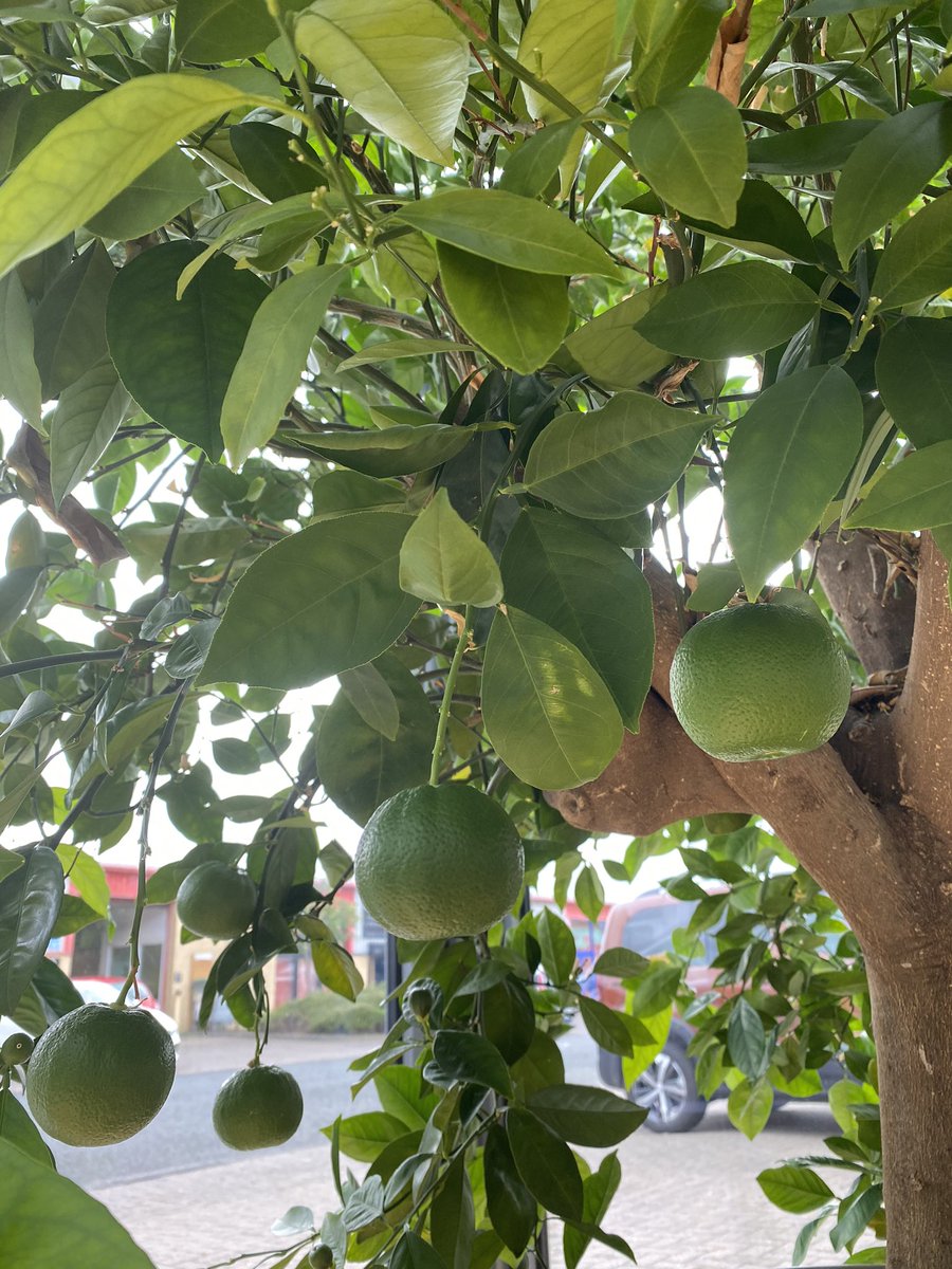 Buildmer's tweet photo. Oranges on an orange tree in our Showroom Wintergarden by #Solarlux https://t.co/za9TXE7v81