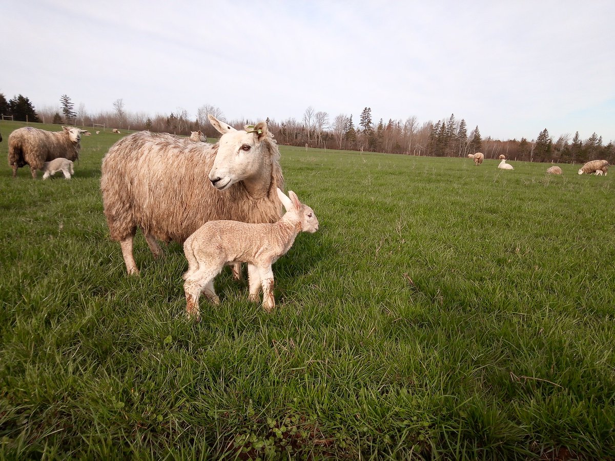 Nova Scotia Shepherd tweet media