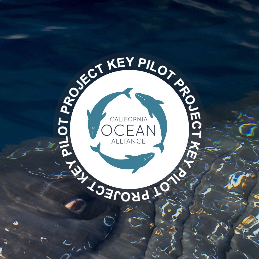 KeyConservation's tweet photo. One of our pilot projects @CAOceanAlliance is doing some cool #quarantinescience! They are conducting research on whale cortisol (stress hormone) levels during reduced boat traffic and noise in the Monterey Bay as a result of COVID-19. Permit: NMFS 23095/ ACA 2020-16 https://t.co/TvGbVSpngt