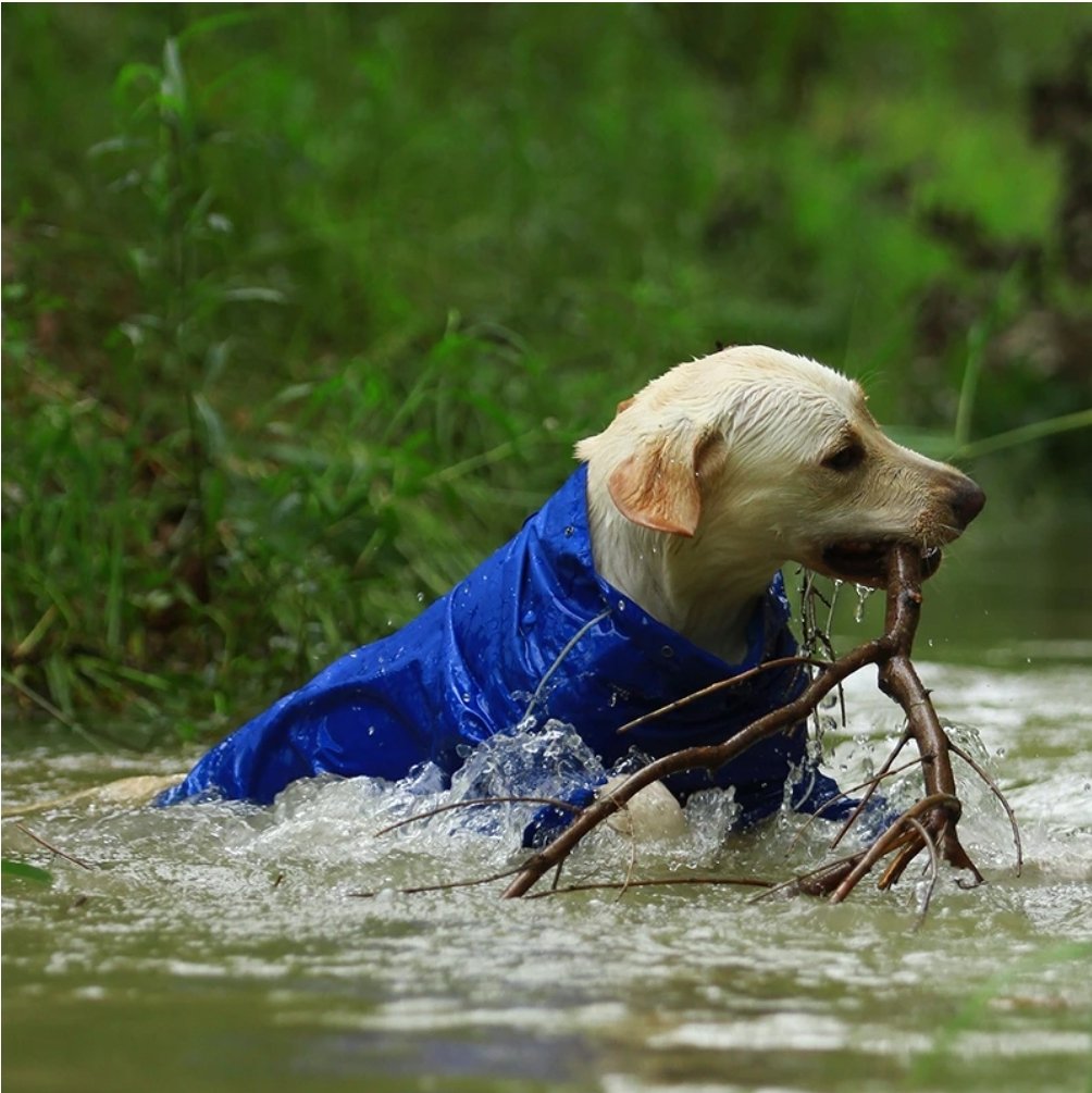 DoggyPath's tweet photo. Reflective Dog Raincoat with Removable Hood
SHOP NOW! ↪ https://t.co/KKaJvpJbaR 
✳ Free Shipping .
 #dogs #dogslife #petcare #pets #petsarefamily #petlovers #cutepets #dogsclothes #dogstyle #doggy #dogcustom #dogcare #petcare #furbabylove #furbaby #dogsinjackets
#petarefamily https://t.co/Bk3q86qf8D