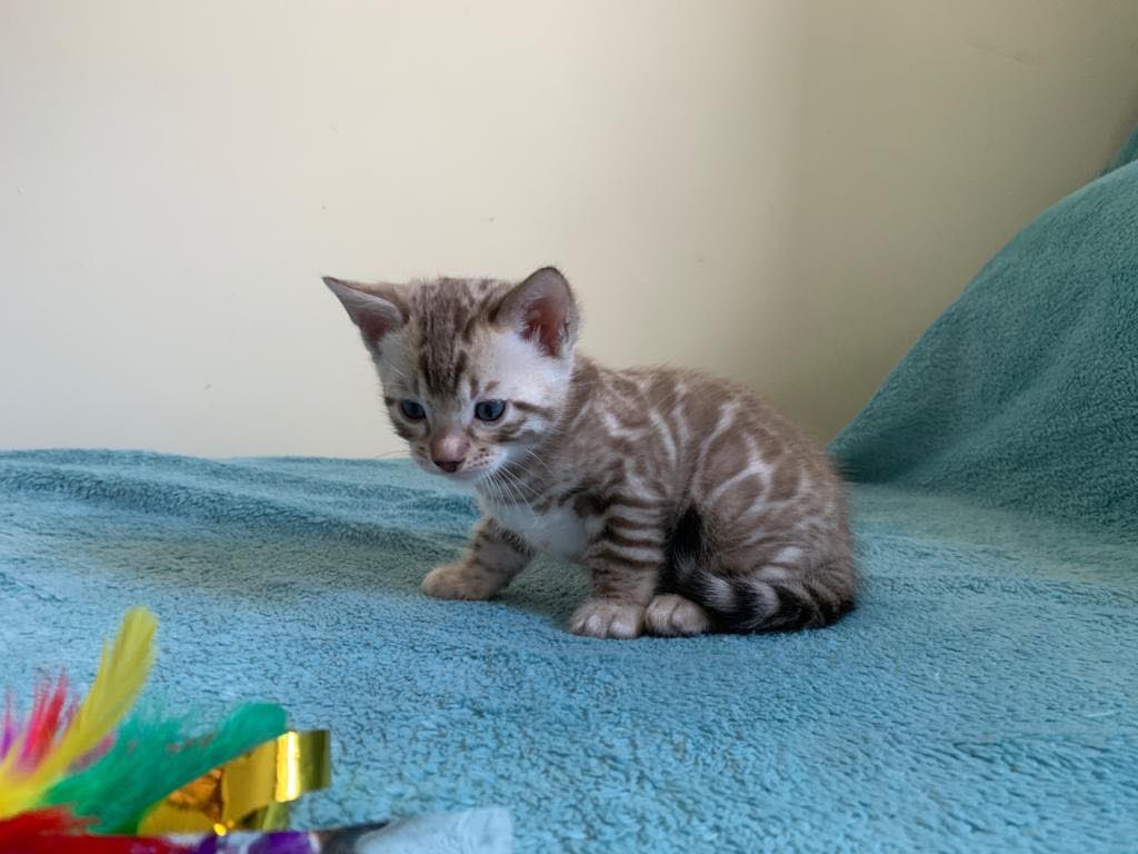 pussycatsdev's tweet photo. i am staying at home quarantine #COVID__19  
#carryminatiroast #lockdown #Dispatch https://t.co/bUDcUaOxyq
