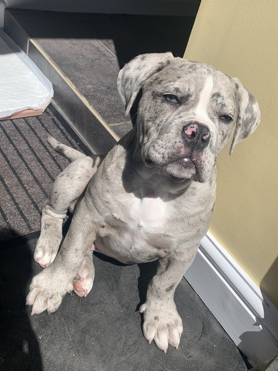 MissWhitehouse2's tweet photo. Can’t stay away from this beautiful puppy atm😍🥺💙 https://t.co/eUP2oFH5AF