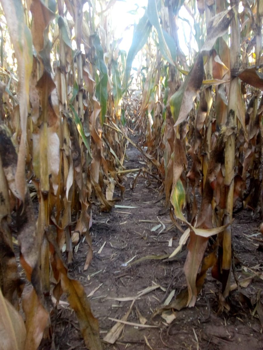 IngHCChaves's tweet photo. #Maíz #Corn #Milho #Spiroplasma #NOAyNEA
Esperando la cosecha NOA y NEA con expectativa.
Con mucho testing se comienza a ver híbridos con buena adaptación.
Buena sanidad de hoja, baja incidencia de Spiroplasma y rinde.
Seguimos trabajando @LG_SEMILLAS @maxizavala @manu_colomar https://t.co/yYU9EItfAL