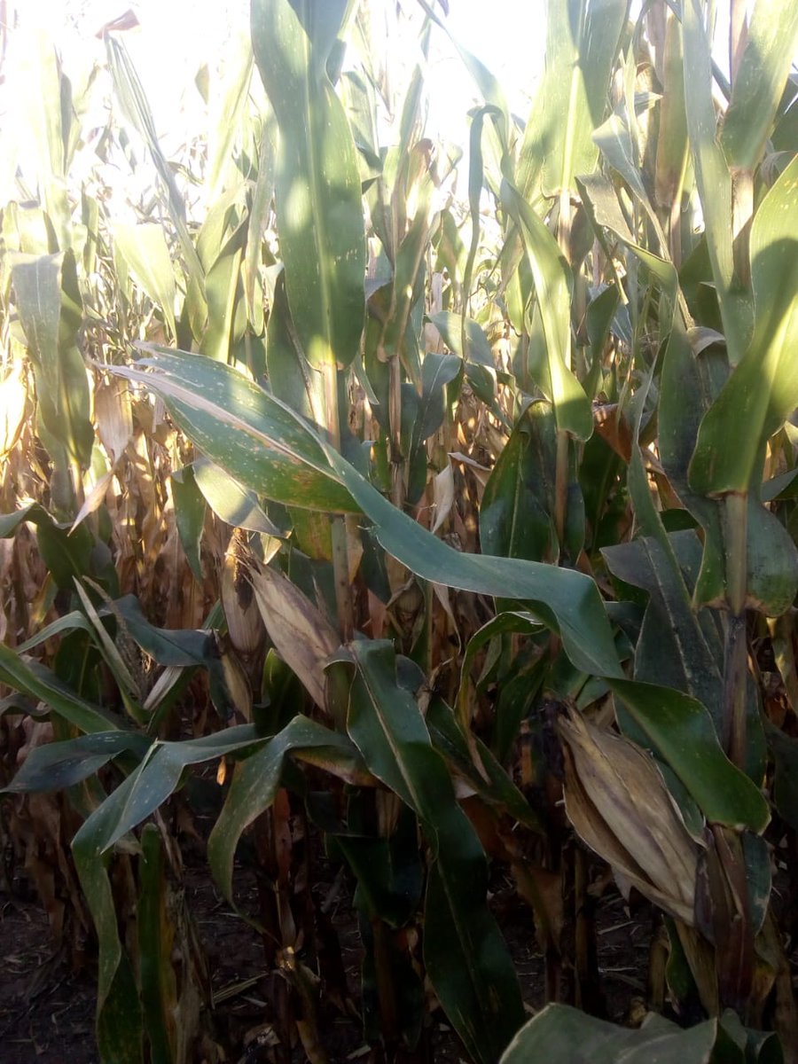 IngHCChaves's tweet photo. #Maíz #Corn #Milho #Spiroplasma #NOAyNEA
Esperando la cosecha NOA y NEA con expectativa.
Con mucho testing se comienza a ver híbridos con buena adaptación.
Buena sanidad de hoja, baja incidencia de Spiroplasma y rinde.
Seguimos trabajando @LG_SEMILLAS @maxizavala @manu_colomar https://t.co/yYU9EItfAL