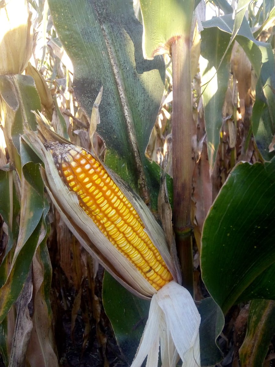 IngHCChaves's tweet photo. #Maíz #Corn #Milho #Spiroplasma #NOAyNEA
Esperando la cosecha NOA y NEA con expectativa.
Con mucho testing se comienza a ver híbridos con buena adaptación.
Buena sanidad de hoja, baja incidencia de Spiroplasma y rinde.
Seguimos trabajando @LG_SEMILLAS @maxizavala @manu_colomar https://t.co/yYU9EItfAL