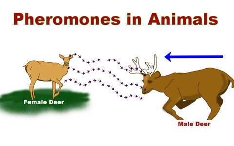 IGeographie's tweet photo. Les phéromones sont des substances chimiques émise par les #animaux et les #végétaux dont le but est de faire passer un message (sexuel, agression, pistage...), par exemple lors des périodes de chaleur pour les animaux. https://t.co/TTOFNKgHt5