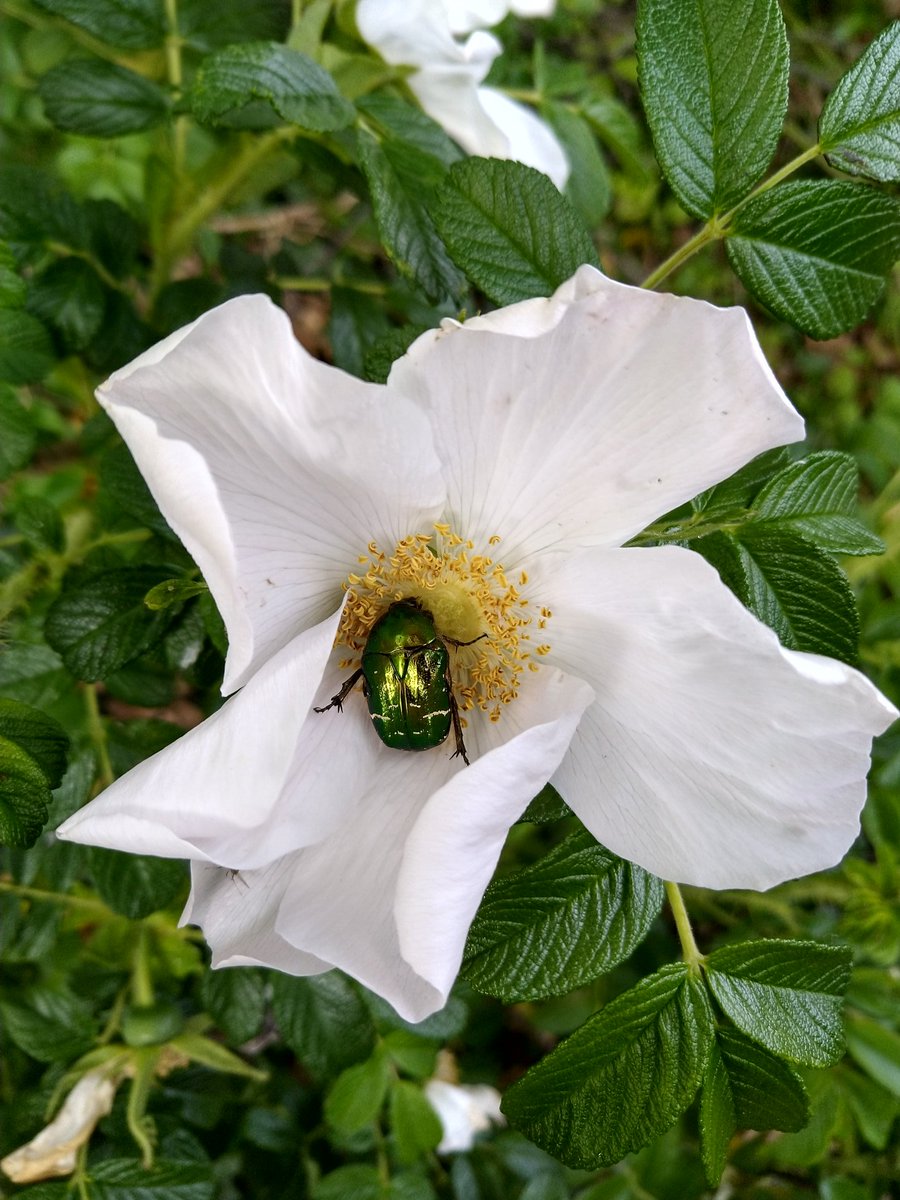 JennyA_Rawson's tweet photo. A couple of #wildlunch highlights, rose chafer feasting on pollen, an amazing ball of spiderlings & of course a few swifts screaming over our rooftops #wildathome @HMWTBadger https://t.co/2VKUpx2ApX