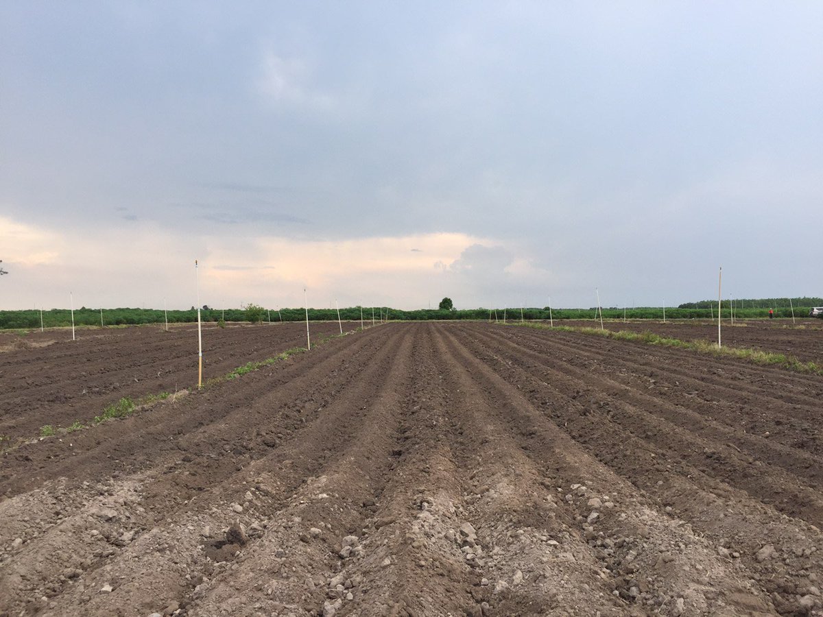 CassDiseaseAsia's tweet photo. Team π»π³ from #AGI, #HLARC & @BiovIntCIAT_eng establish screening and yield #trials in #TayNinh Province. @ACIARAustralia @RTB_CGIAR supporting the development of #CMD #resistant #cassava varieties in #Vietnam and #Asia. #VAAS; #MARD https://t.co/ZLV5I5QpgG