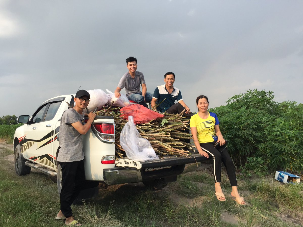 CassDiseaseAsia's tweet photo. Team π»π³ from #AGI, #HLARC & @BiovIntCIAT_eng establish screening and yield #trials in #TayNinh Province. @ACIARAustralia @RTB_CGIAR supporting the development of #CMD #resistant #cassava varieties in #Vietnam and #Asia. #VAAS; #MARD https://t.co/ZLV5I5QpgG