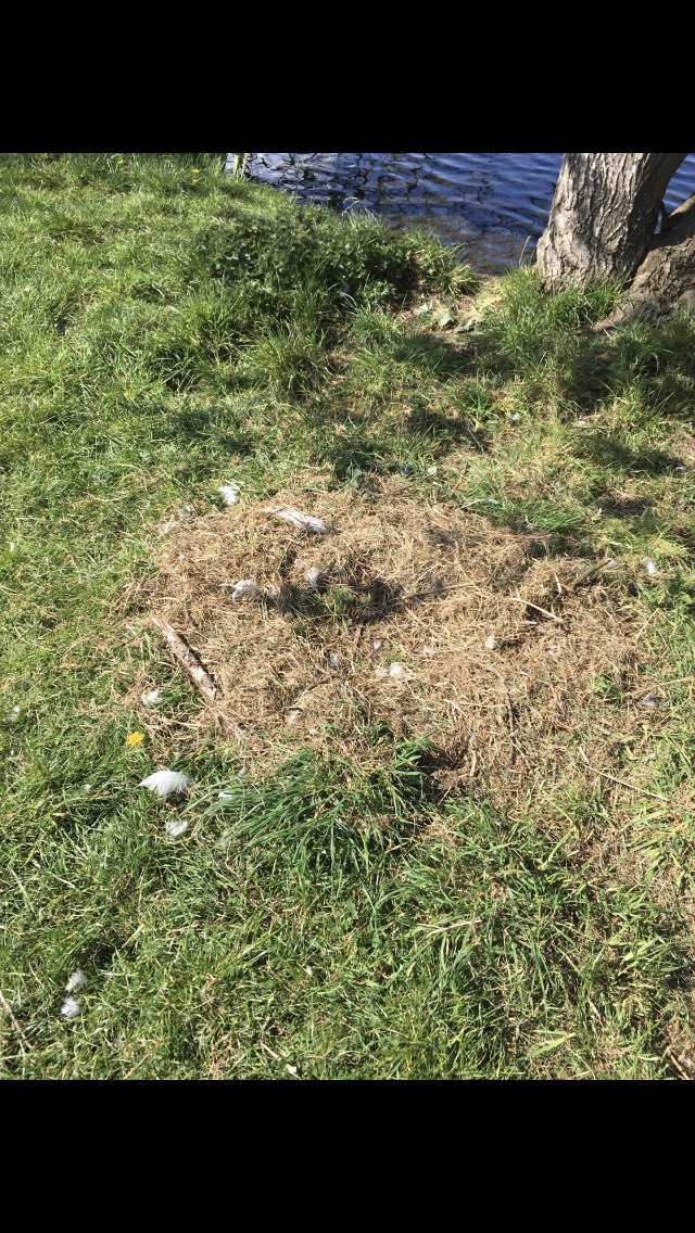 misshay9's tweet photo. @SwanwatchUk I’m afraid the two swans have abandoned their nest. I think it’s been too busy with people using the area for their walks . Ash lagoons area Musselburgh. https://t.co/YGE66pmLGF