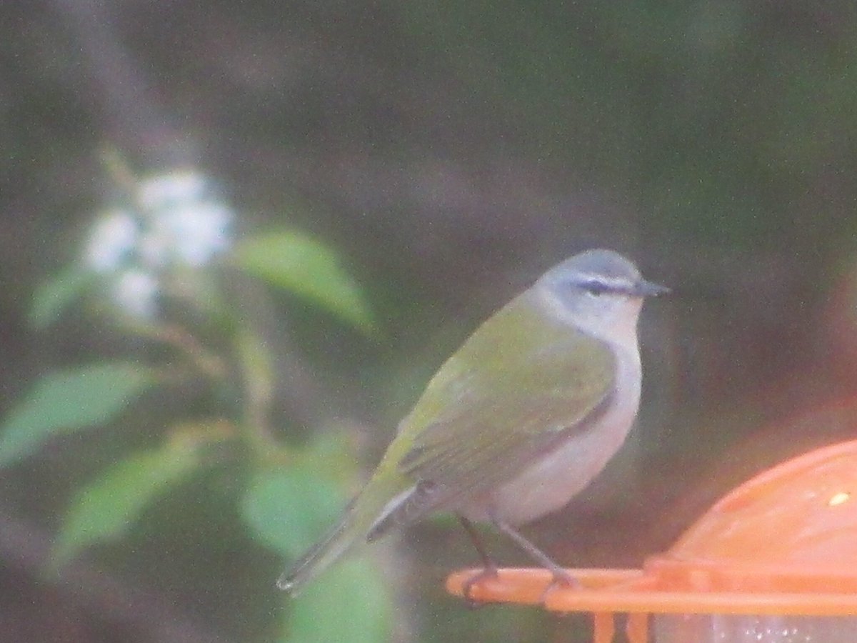 puttsandmutts's tweet image. The Tennessee Warbler is back! 3 days in a row now at my grape jelly feeder 🥰🐦 #Warblers #SpringMigration #TennesseeWarbler #Birding #BirdBrain #BirdNerd #TwitterNatureCommunity