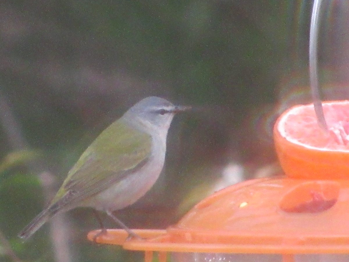 puttsandmutts's tweet image. The Tennessee Warbler is back! 3 days in a row now at my grape jelly feeder 🥰🐦 #Warblers #SpringMigration #TennesseeWarbler #Birding #BirdBrain #BirdNerd #TwitterNatureCommunity
