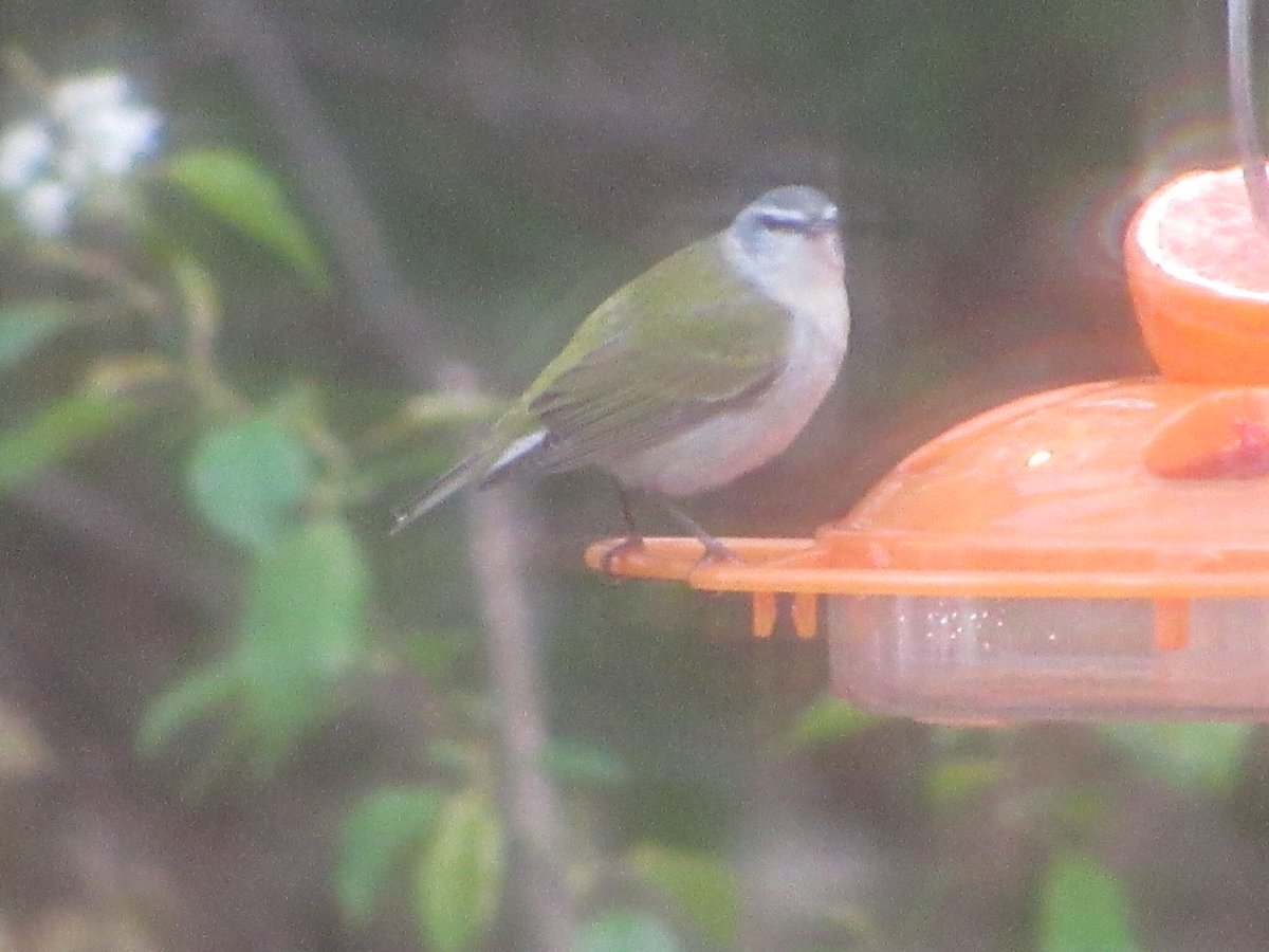 puttsandmutts's tweet image. The Tennessee Warbler is back! 3 days in a row now at my grape jelly feeder 🥰🐦 #Warblers #SpringMigration #TennesseeWarbler #Birding #BirdBrain #BirdNerd #TwitterNatureCommunity