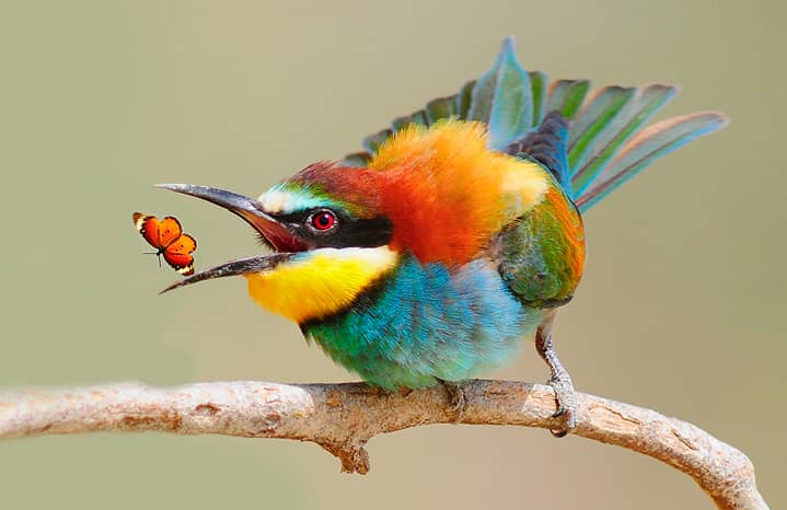 SafarisUganda's tweet photo. #Uganda the birders paradise,
One of the magical moments captured on a birding Safari
#GuessTheBirdSpecie
#BirdingSafaris
#GLS
#BestTravelPartner https://t.co/n7gehkBpI9