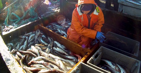 vaseagrant's tweet photo. The #SecretaryofCommerce announced the allocation of $300M in #fisheries assistance funding provided by the #CARESAct, to states, Tribes, &amp; territories with coastal &amp; #fishery participants who have been negatively affected by #COVID19:https://t.co/oULg6R2YaT https://t.co/COAzkuOQHt