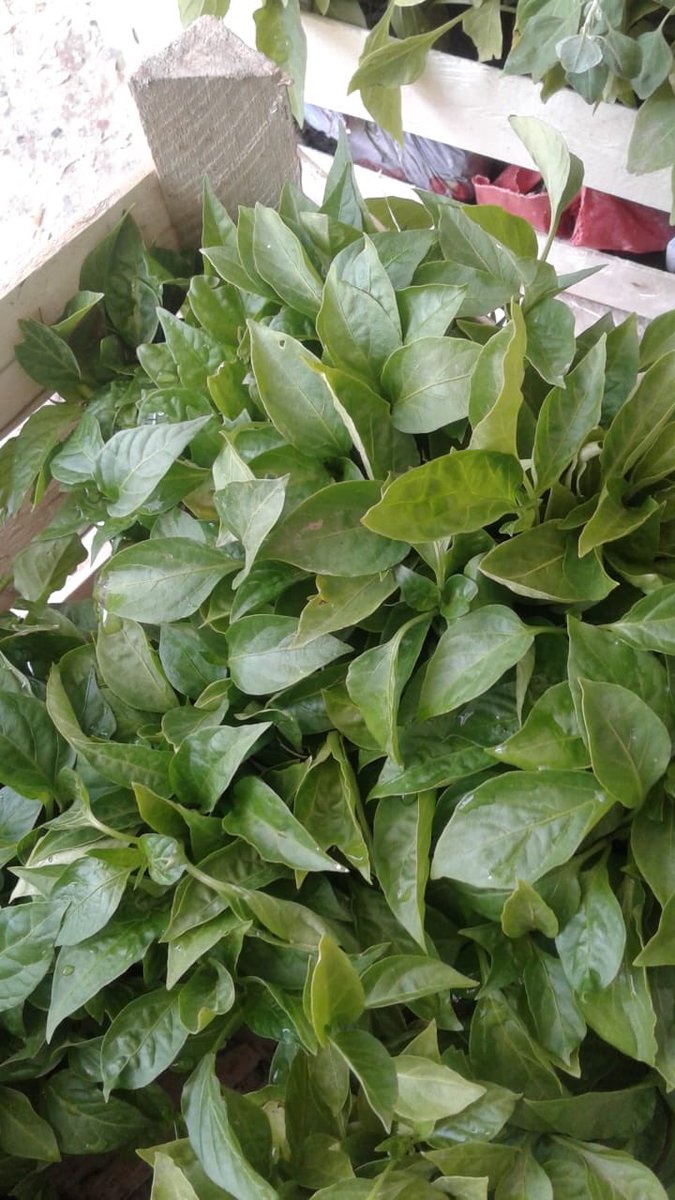 Analık/Atalık fidelerimiz geldi. Yaşamı birlikte üretiyoruz. Gazi Dayanışma; şehir, balkon, bahçe bostanları, çilekten sonra, domates, biber ve patlıcan fideleriyle devam ediyor. #DayanışmaYaşatır