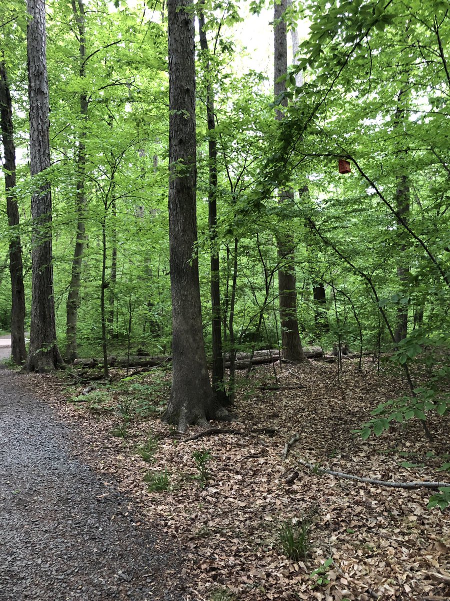 AngTaggart's tweet photo. Someone has dispensed birdhouses throughout the #trail in my neighborhood infused with messages of hope and love. Beautiful way to start the #workingfromhome week. Sporting spirit gear this morning too for #MondayMotivation #ohstillearning #trailrunning #OptOutside #positivity https://t.co/oSTdVoo5AZ