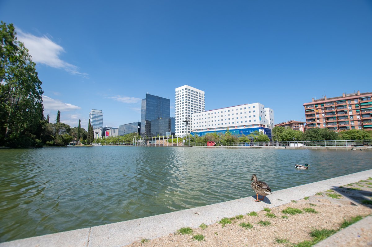 RadioSabadell's tweet photo. #Coronavid19 | L'@Aj_Sabadell demana col·laboració per localitzar cinc cries de cigne nascudes la setmana passada al Parc Catalunya. Qualsevol informació es pot traslladar al departament de Parcs i Jardins (93 745 32 94 o parcs@ajsabadell.cat) o l'Oficina del Parc (93 727 91 66) https://t.co/q86vCkg3Vh