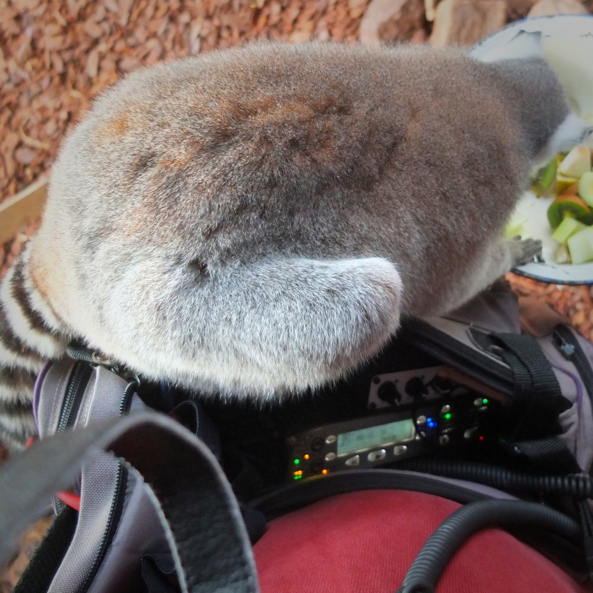 NilsMosh's tweet image. Got a new furry windscreen for my mics in my bag. #fieldrecording #boomoperator #sounddesign