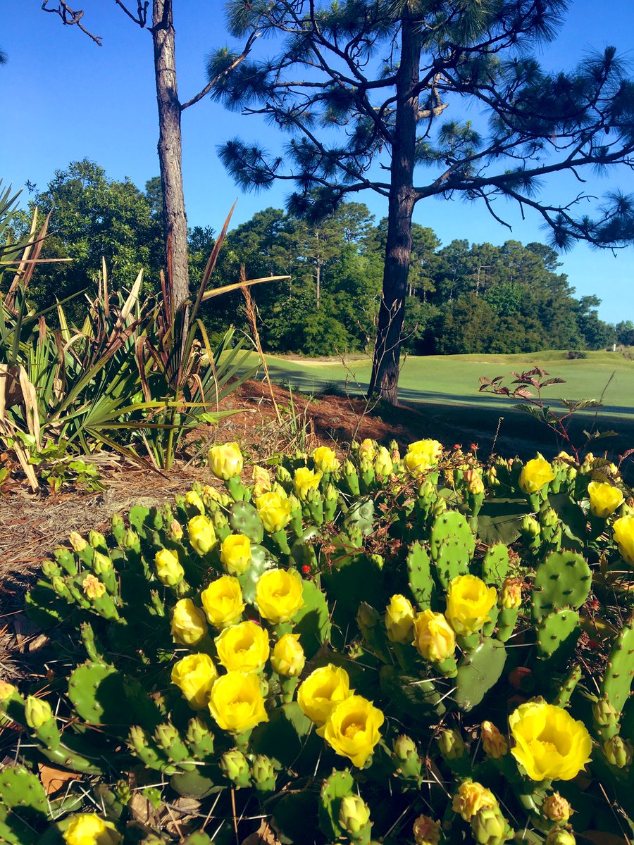 KThompGolf1's tweet photo. Colors on display. #truebluegolf #outdoorscenes https://t.co/AZCnlJfxmR
