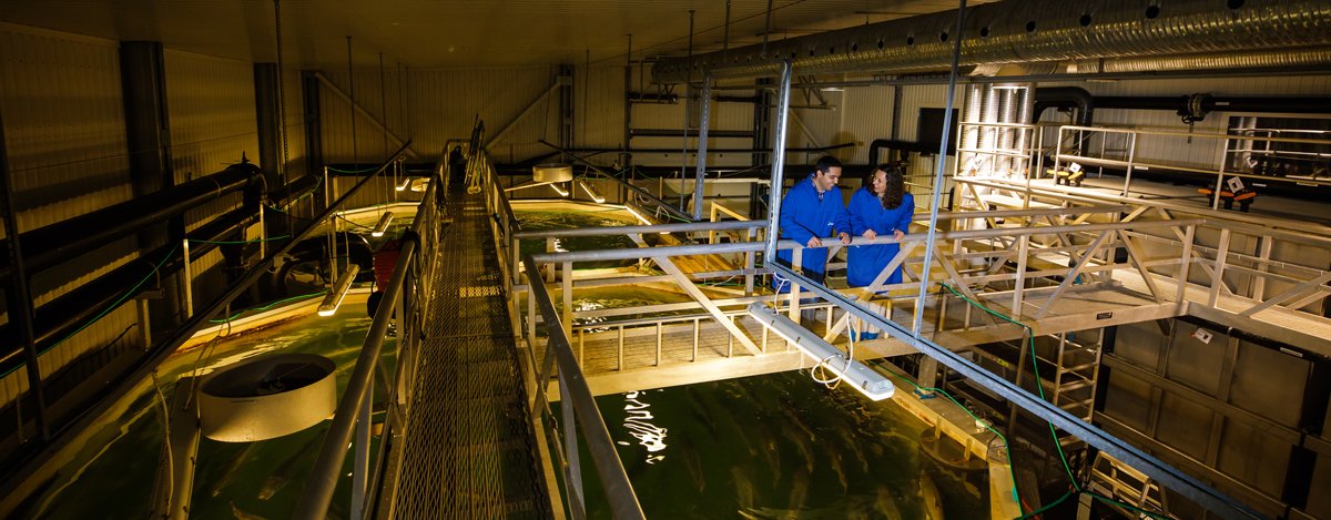 Nofima is further investing in research into recirculating aquaculture systems (RAS). New centres will be ready next year at both #Sunndalsøra and in #Tromsø. A total of NOK 59 million being invested. 

Press release👉nofima.no/en/nyhet/2020/…
#sustainable #aquaculture #RAS