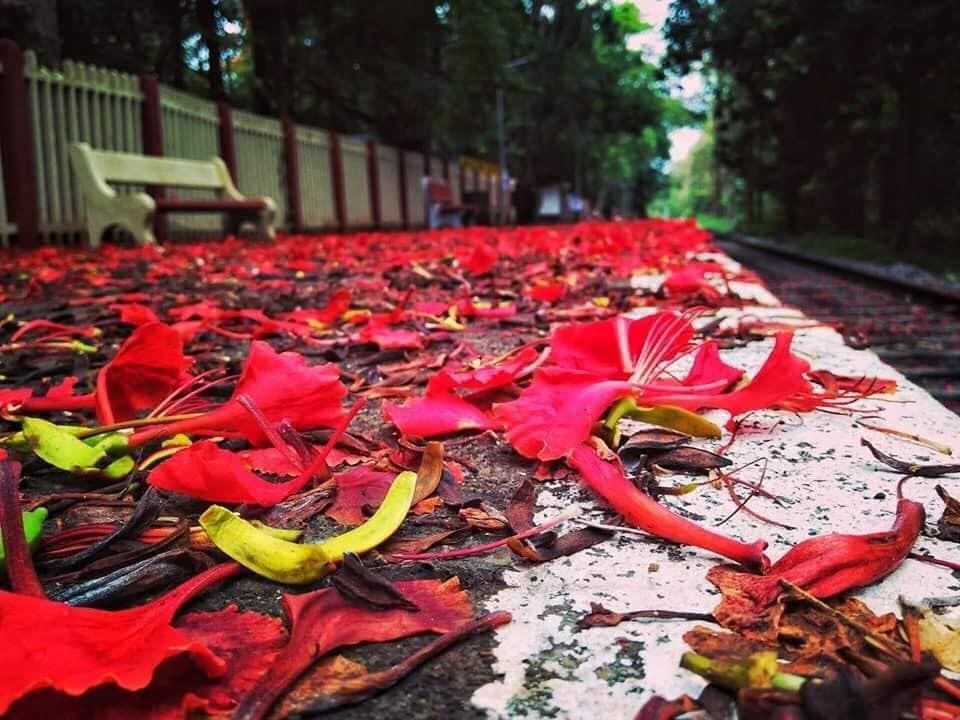 PiyushGoyal's tweet image. Beauty of Mother Nature: Sprinkled with beautiful flowers, the scenic Shoranur-Nilambur Railway Section in Kerala looks straight out of a storybook.