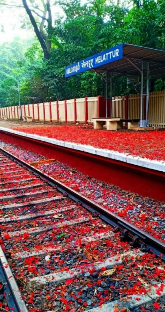 PiyushGoyal's tweet image. Beauty of Mother Nature: Sprinkled with beautiful flowers, the scenic Shoranur-Nilambur Railway Section in Kerala looks straight out of a storybook.