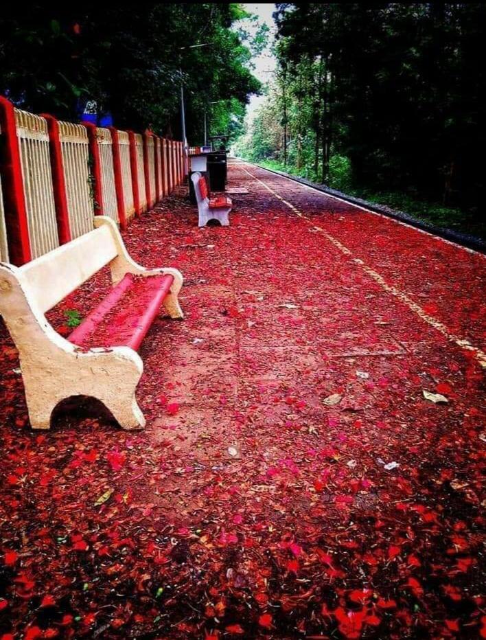 PiyushGoyal's tweet image. Beauty of Mother Nature: Sprinkled with beautiful flowers, the scenic Shoranur-Nilambur Railway Section in Kerala looks straight out of a storybook.