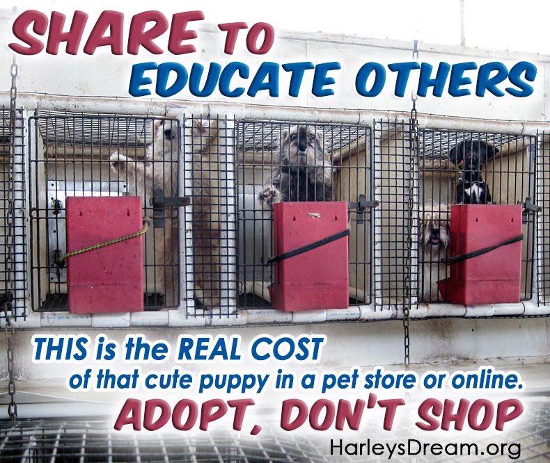 Harleys_Dream's tweet photo. SHARE to educate about puppy mills! https://t.co/OhCIgyqVYt #HarleysDream #ENDpuppymills https://t.co/e7EcZnrfao