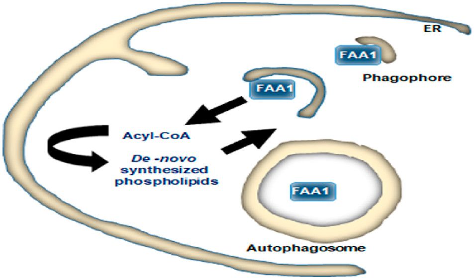 De novo phospholipid synthesis promotes efficient autophagy buff.ly/3bEdeeK (@BiochemistryACS)