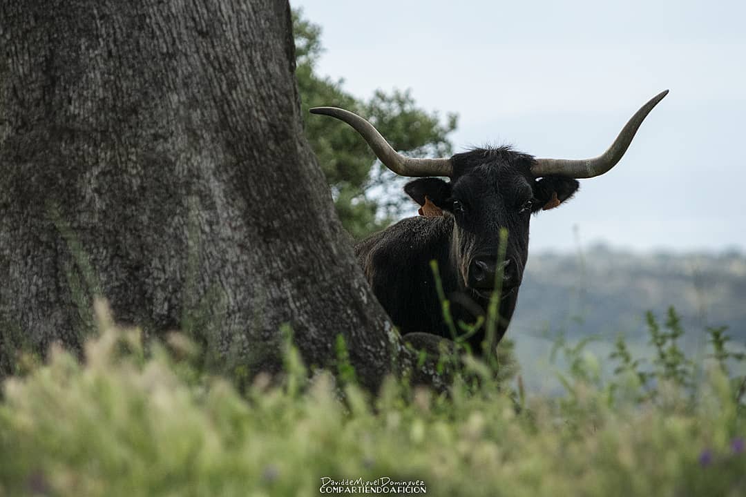 Compartiendoafi's tweet photo. -La belleza de  'Fandanguera', una de las madres atanasias destacadas en la Dehesa extremeña de Zagalviento de Abajo. -

#CompartiendoAfición #CampoBravo #GanaderíaEliaHernández #ZagalvientoDeAbajo #ToroEnElCampo #Dehesa #Vida #Tauromaquia #Cultura #Tradición #Valores https://t.co/QhFCq5M8dS
