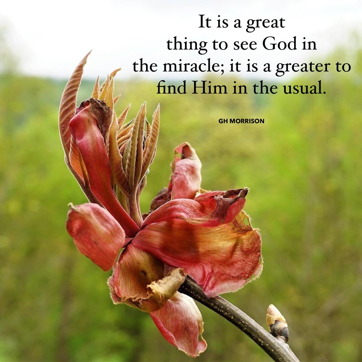 #miracle #ordinary usual #seeing god #nature #truism