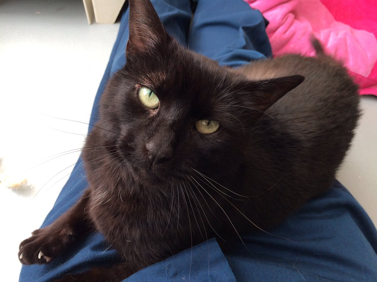 StapeleyCats's tweet photo. Annie is just desperate for lap cuddles! She has fur loss due to overgrooming which we think this is the result of stress; she was found confined in a shed 💔 She needs a quiet home and lots of TLC (no young children/other pets) @RSPCAStapeley https://t.co/z0iuHFQ3k0