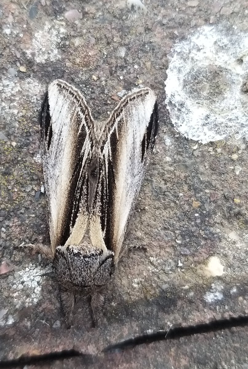 Cream spot tiger in my trap last night. Angleshades too