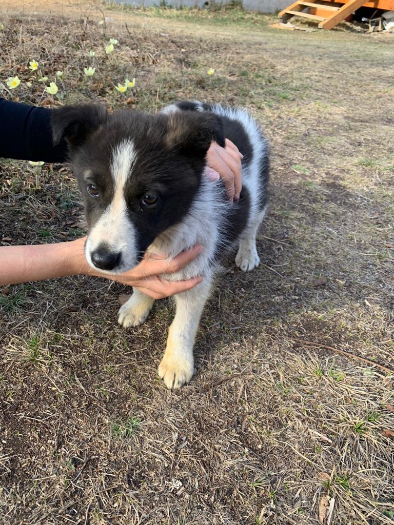 nataliatonoeva's tweet photo. Нашли малыша на трассе между потока машин, чуть не сбили 😭 приютили на время. У самих собака недавно ощенилась. Два дня у нас , и уже знает команды сидеть, дай лапу, шустрый и ласковый 🐶 давайте найдём любящую семью 🙏🏻 https://t.co/D8uWkjHIBl