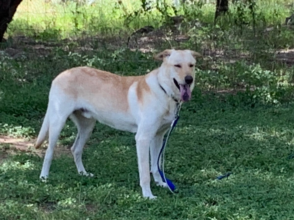 drjmetz's tweet photo. Trying to get a 2 year old puppy to not get his heart rate up is like holding back the ocean with a freakin' ping pong paddle.
#craterest https://t.co/IGwfHCxZJ8
